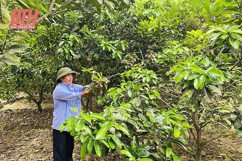 Những kết quả nổi bật qua nửa nhiệm kỳ thực hiện Nghị quyết Đại hội Đảng bộ huyện Thọ Xuân lần thứ XXVII (Bài 1): Đi đầu trong xây dựng nông thôn mới nâng cao, nông thôn mới kiểu mẫu