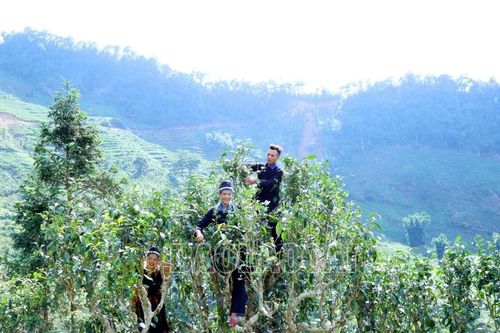 Đồng bào Dao tuyển xã Tả Củ Tỷ thu hoạch chè cổ thụ