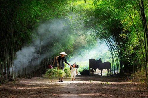 Bóng làng xanh ngắt hàng tre