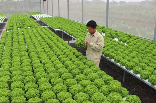 Phấn đấu đi đầu phát triển nông thôn hiện đại