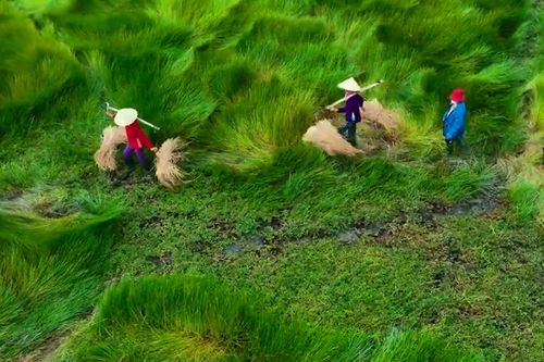 Ngắm cánh đồng cỏ năng 'lượn sóng' đẹp mê ly ở Miền Trung
