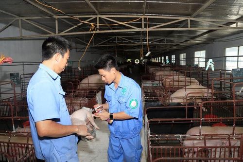 Tăng cường phòng, chống dịch bệnh gia súc, gia cầm