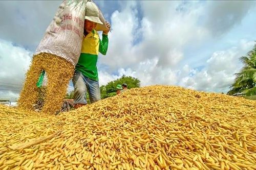 Cơn sốt giá gạo thế giới