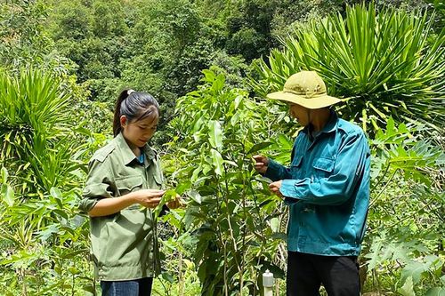Làm giàu dưới tán rừng - Bài 1: Chinh phục những 'kỳ hoa dị thảo'