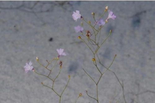 Kỳ lạ loài cây được mệnh danh là 'sát thủ bất động' dưới cát