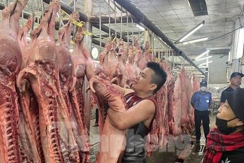Mỗi ngày TPHCM tiêu thụ 10.000 con heo