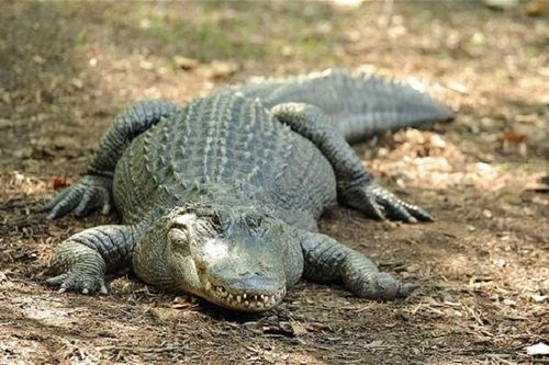 Những món quà ngoại giao kỳ lạ dành tặng các nguyên thủ thế giới