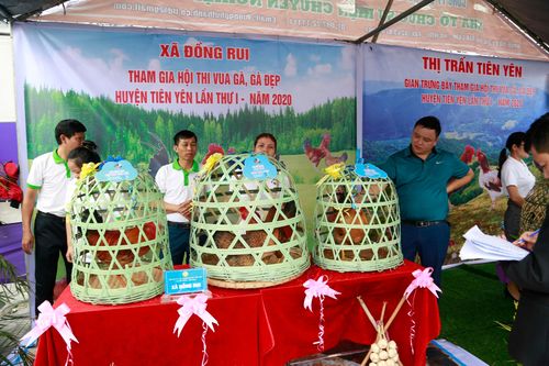 Quảng Ninh sắp tổ chức hội thi Vua Gà tại Tiên Yên