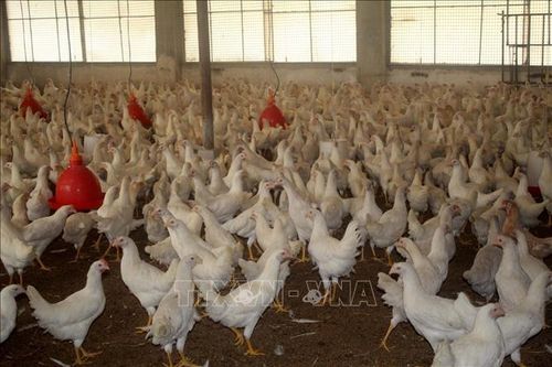 Hiệu quả cao với nuôi gà Ai Cập đẻ trứng và nuôi chim bồ câu Pháp