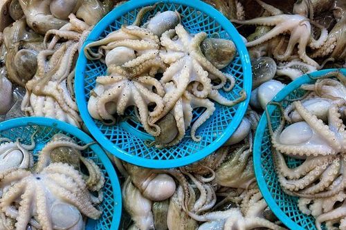 Lần đầu tiên bạch tuộc dạt vào bờ biển Quảng Nam với số lượng lớn