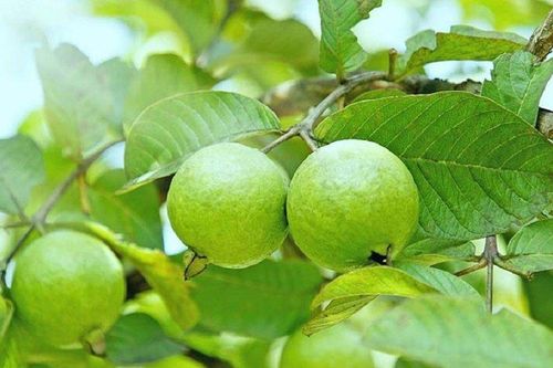 Hương ổi