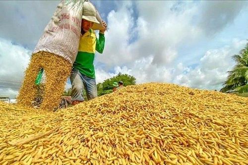 Philippines đàm phán mua thêm gạo Việt Nam