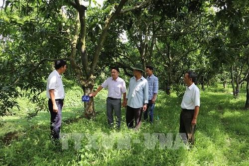 Xây dựng vườn xoài cát Hòa Lộc đầu dòng