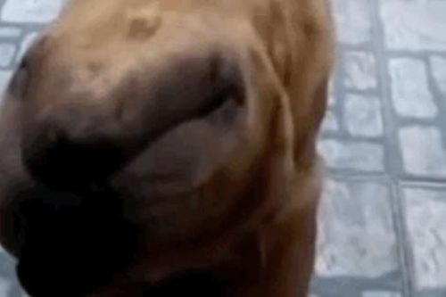 Vừa ngủ dậy, người đàn ông suýt ngất vì 'quái thú ngoài hành tinh' xuất hiện ngoài cửa