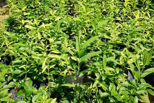Việt Nam đã có 3.000 ha cây đàn hương, kỳ vọng mỗi cây sẽ đem lại hàng nghìn USD
