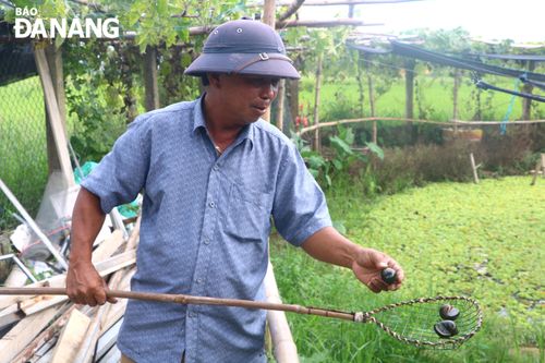 Phát triển kinh tế từ mô hình nuôi ốc bươu đen