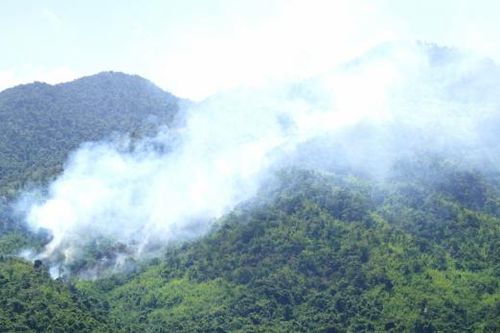 Vụ cháy rừng tại xã Ninh Tây gây thiệt hại 3ha lồ ô, cây bụi