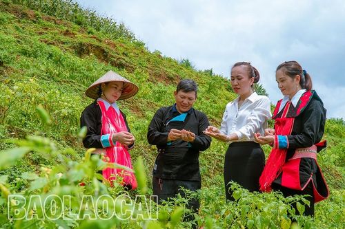 Nâng cao thu nhập cho phụ nữ dân tộc thiểu số từ liên kết sản xuất ớt bản địa