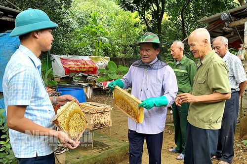 Nâng tầm thương hiệu 'Mật ong vùng đồi'