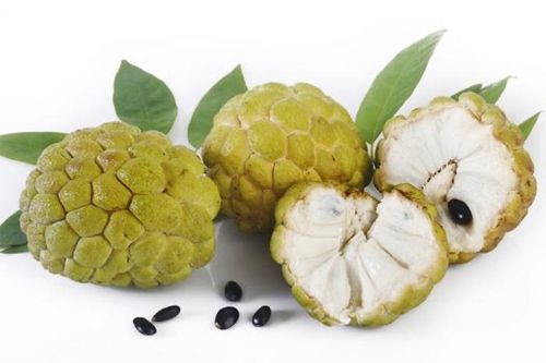 Ăn na lỡ nuốt hạt có bị ngộ độc không?