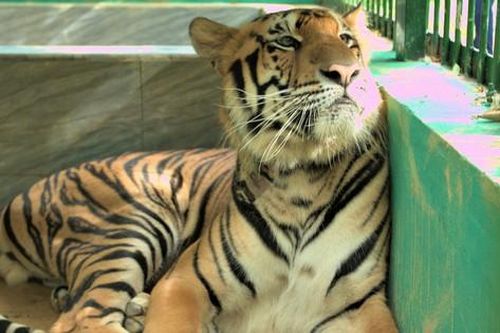 Cuộc sống của những con hổ Đông Dương dưới tán rừng VQG Phong Nha - Kẻ Bàng