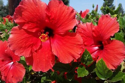 Cách dùng hoa dâm bụt trị gàu, chăm sóc tóc chắc khỏe