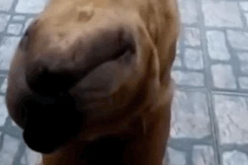 Hoảng hồn khi thấy 'quái thú ngoài hành tinh' nhìn chằm chằm trước cửa nhà