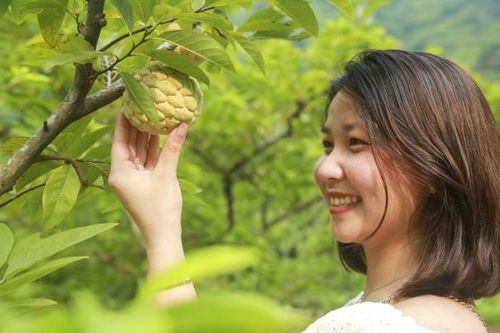 Giá na Chi Lăng cao hơn năm ngoái, người dân vẫn không sợ ế