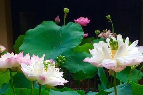 Những điều nên nhớ trong tháng 7 âm lịch