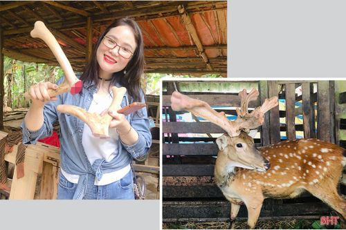 Gần 2 tỷ đồng xây dựng mô hình liên kết sản phẩm OCOP từ nhung hươu