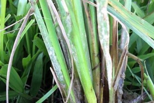 Thanh Hóa phát hiện bệnh lùn sọc đen phương Nam hại lúa