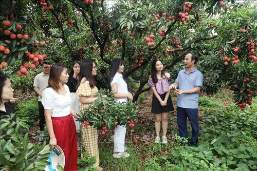 Tiêu thụ nông sản chưa quan tâm đúng mức đến thị trường trong nước