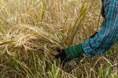 Nỗi lo nguồn cung khiến giá gạo ở châu Á tăng cao kỷ lục