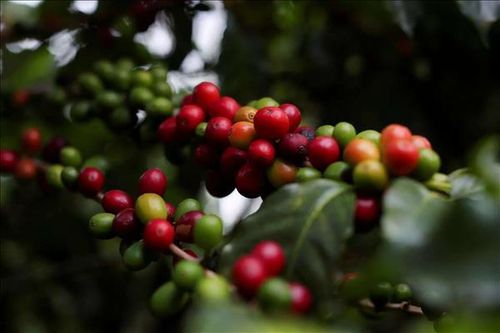 Sản lượng cà phê Indonesia dự báo giảm mạnh