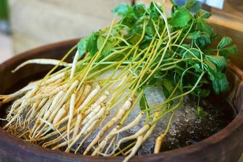 Chuyên gia nói gì về trào lưu ăn nhân sâm mầm thay rau để cải thiện sức khỏe?