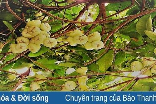 Trong miền ký ức: Dư vị của bồng bồng…