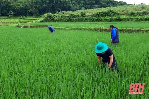 Xuất hiện bệnh nguy hiểm trên cây lúa ở huyện Bá Thước