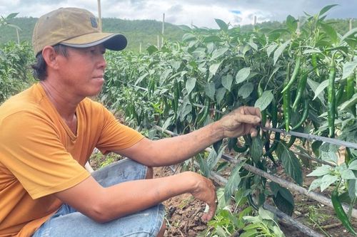Triển vọng từ mô hình liên kết trồng ớt của nông dân Ia Rtô