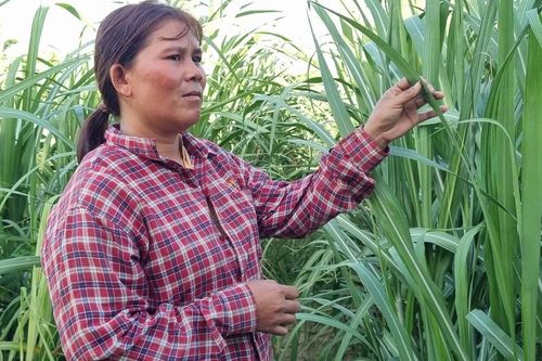 Nông dân Krông Pa khấm khá nhờ cây mía
