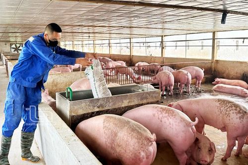 Làm giàu từ chăn nuôi an toàn sinh học