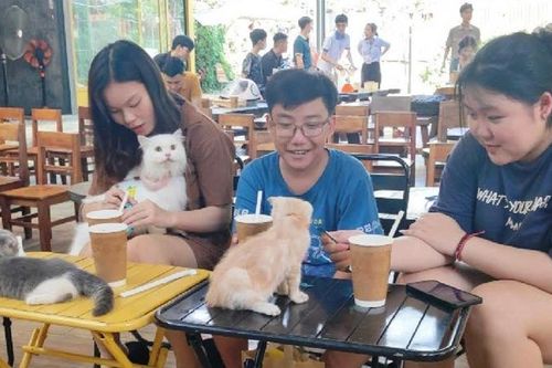 Sân chơi bổ ích cho các bạn trẻ yêu mèo