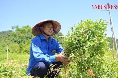 HTX 'hái' ra tiền nhờ hồi sinh giống sâm đã thất truyền