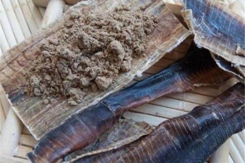 Khai thác tận diệt giun đất, liệu có còn vị thuốc địa long?