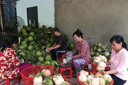 Dừa tươi Bến Tre trước cơ hội xuất khẩu chính ngạch sang các thị trường lớn