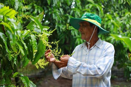 NPK Cà Mau công nghệ polyphosphate 'chắp cánh' nông sản Việt