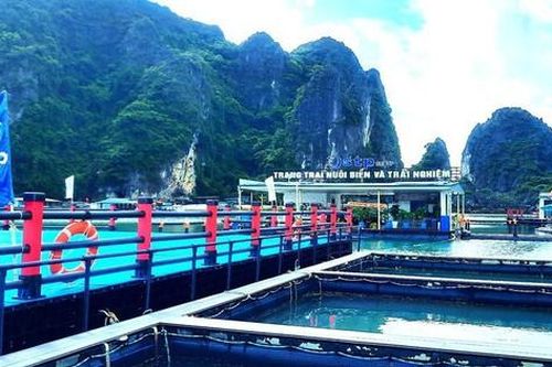 Phát triển nuôi trồng thủy sản trên biển - Cơ hội và thách thức