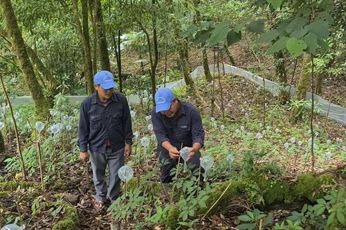 Làm giàu dưới tán rừng - Bài 3: Còn nhiều rào cản, khó khăn