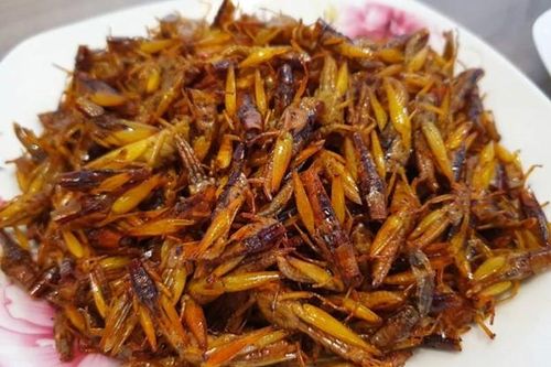 Nghệ An: Người phụ nữ tử vong nghi do ăn châu chấu rang