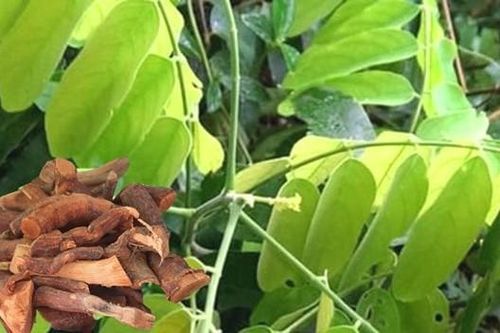 Cảnh báo loại cây rừng gây ngộ độc, loạn thần khi sử dụng