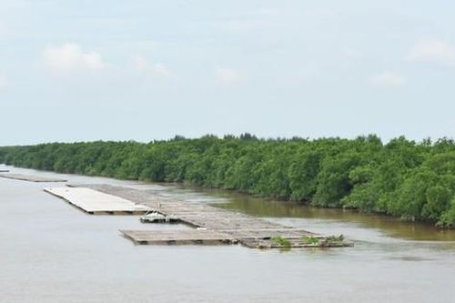 Khu bảo tồn thiên nhiên Tiền Hải, Thái Bình sẽ bị 'xóa sổ'?